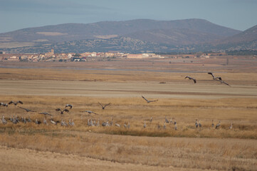 Fototapeta na wymiar Gallocanta village and common cranes Grus grus in the foreground. Gallocanta Lagoon Natural Reserve. Aragon. Spain.