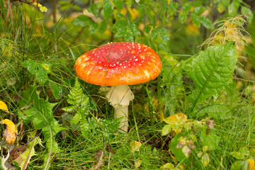 A Fly agaric (Amanita muscaria) mushroom on the forest floor near Talkeetna, Alaska