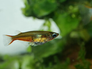 Schöne Oryzias woworae im Aquarium