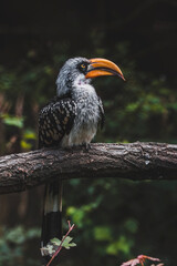 Tockus flavirostris