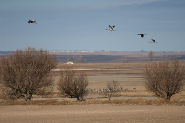 Common cranes Grus grus in flight. Gallocanta Lagoon Natural Reserve. Aragon. Spain.