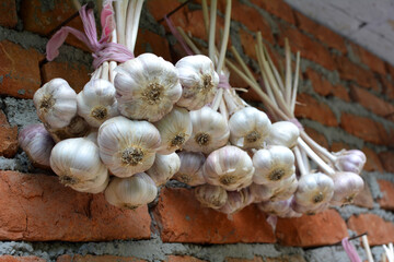 Garlic harvested on the wall
