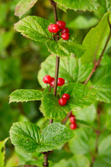 Obraz premium Highbush cranberries, a low growing plant in the forest near Talkeetna, Alaska