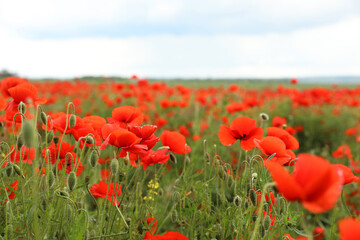 Beautiful red poppy flowers growing in field