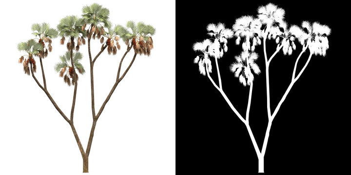 Front view of tree (Hyphaene Thebaica) png with alpha channel to cutout 3D rendering. For forest and nature compositing.	