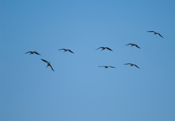 Common cranes Grus grus in flight. Gallocanta Lagoon Natural Reserve. Aragon. Spain.