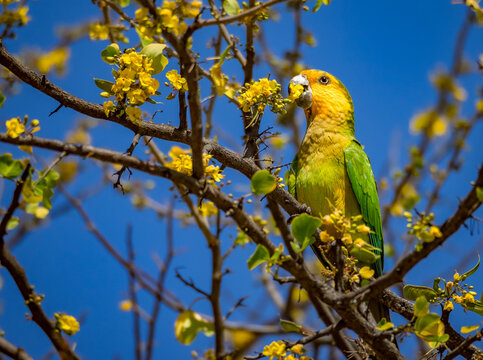Tropical birds in the trees in Curacao 