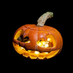 The two headed Japanese rat snake on black with Haloween pumpkin