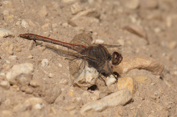 Dragonfly. Gallocanta Lagoon Natural Reserve. Aragon Spain.