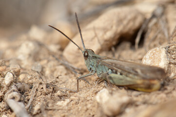 Grasshopper Omocestus minutissimus. Gallocanta Lagoon Natural Reserve. Aragon. Spain.