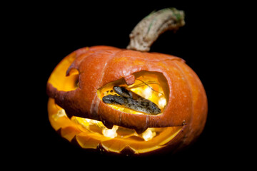 The two headed Japanese rat snake on black with Haloween pumpkin