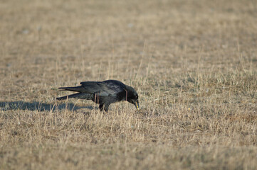 Carrion crow Corvus corone collecting corn grains. Gallocanta Lagoon Natural Reserve. Aragon. Spain.
