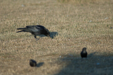 Carrion crow Corvus corone collecting corn grains and starlings in the foreground. Gallocanta Lagoon Natural Reserve. Aragon. Spain.