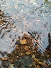 water flowing in the forest