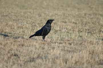 Carrion crow Corvus corone. Gallocanta Lagoon Natural Reserve. Aragon. Spain.