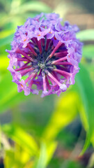 Macro buddleia blossom