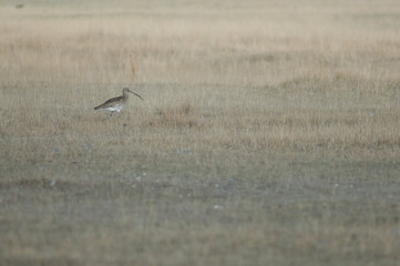 Eurasian curlew Numenius arquata. Gallocanta Lagoon Natural Reserve. Aragon. Spain.