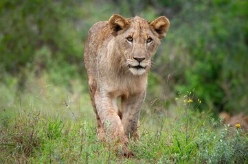 lion cub walking in long grass