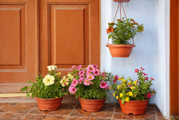 Fototapeta na wymiar Beautiful petunia flowers in pots on steps near front door
