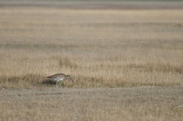 Eurasian curlew Numenius arquata searching for food. Gallocanta Lagoon Natural Reserve. Aragon. Spain.