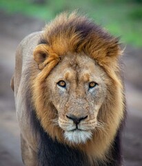 close up make lion with scared face walking down dirt road looking straight ahead