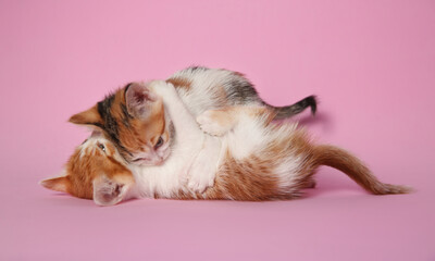 Cute little kittens playing on pink background. Baby animals