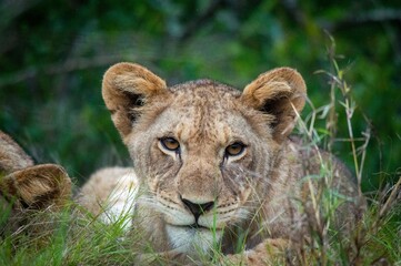 lion cub in grass looking ahead