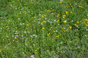 View, background of a green meadow with various grasses. Chamomile, yarrow, Carduus, Thistle © Евгений Медведев