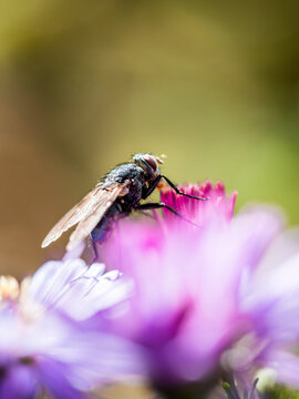 Closeup Of A Blue Blowfly Waiting On A New England Aster