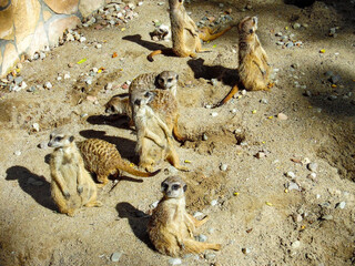 crab on the beach © Kamila
