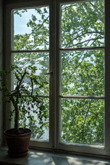 View of nature from the house through the old window.