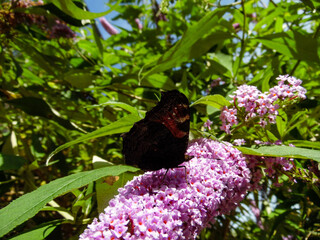 butterfly on a flower