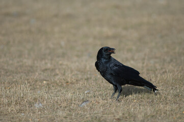 Carrion crow Corvus corone with acorns in its beak. Gallocanta Lagoon Natural Reserve. Aragon. Spain.