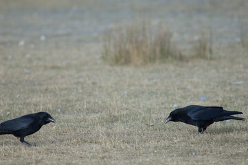 Carrion crows Corvus corone with corn grains in its beak. Gallocanta Lagoon Natural Reserve. Aragon. Spain.