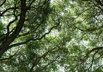 Fototapeta premium Willow tree branches against the sky