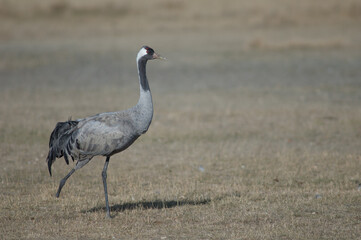 Common crane Grus grus without part of one leg. Gallocanta Lagoon Natural Reserve. Aragon. Spain.