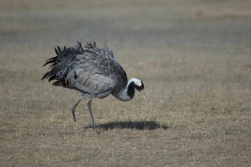 Common crane Grus grus without part of one leg. Gallocanta Lagoon Natural Reserve. Aragon. Spain.