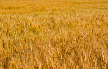 Wheat field. Ears of yellow wheat selective focus.