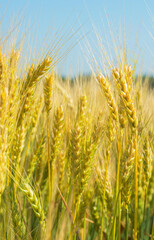 Ears of wheat, close-up.