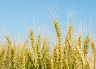 Ears of wheat, close-up.
