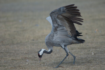 Common crane Grus grus without part of one leg eating one corn grain. Gallocanta Lagoon Natural Reserve. Aragon. Spain.