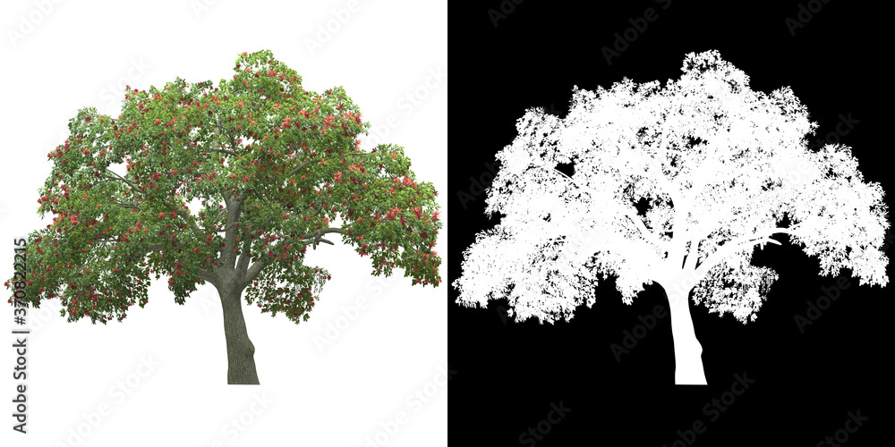 Wall mural front view of tree (erythrina) png with alpha channel to cutout 3d rendering. for forest and nature 