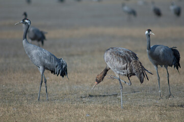 Juvenile common crane Grus grus scratching and two adults. Gallocanta Lagoon Natural Reserve. Aragon. Spain.