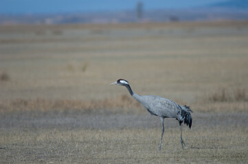 Common crane Grus grus. Gallocanta Lagoon Natural Reserve. Aragon. Spain.