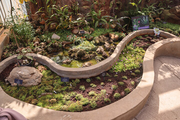 landscape designbeautiful garden plants growing in a garden. Gardening concept