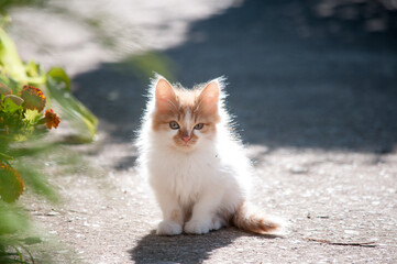 Naklejka na ściany i meble A little fluffy white orange kitten is standing in the garden