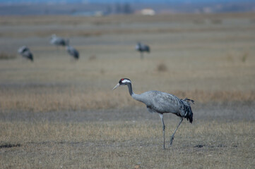 Fototapeta premium Common crane Grus grus. Gallocanta Lagoon Natural Reserve. Aragon. Spain.