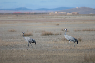 Common cranes Grus grus. Gallocanta Lagoon Natural Reserve. Aragon. Spain.