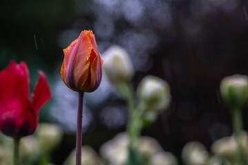 Obraz premium Nice color tulip flowers after the spring rain nature flora