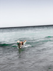 dog on the beach